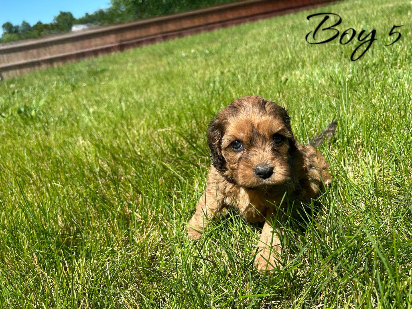 "Cockapoo puppy portrait"