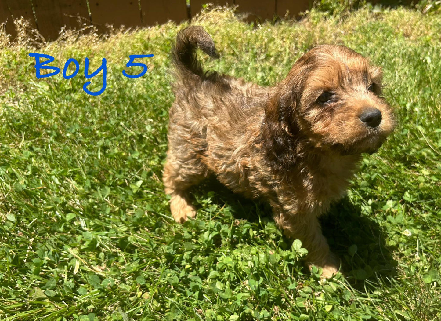 "Cockapoo puppy with a wagging tail"