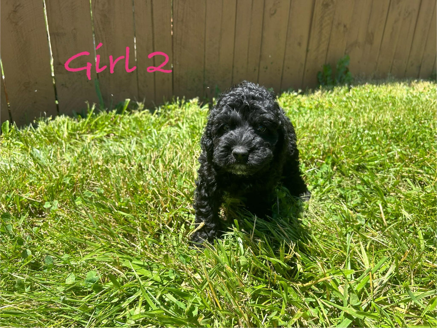 "Cockapoo puppies available for adoption"