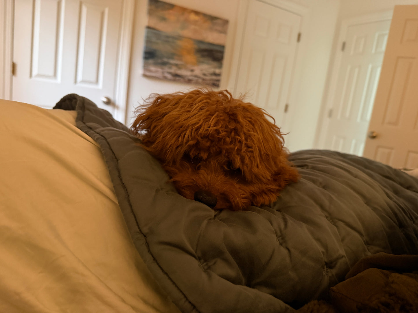 Gertie (Cavapoo)