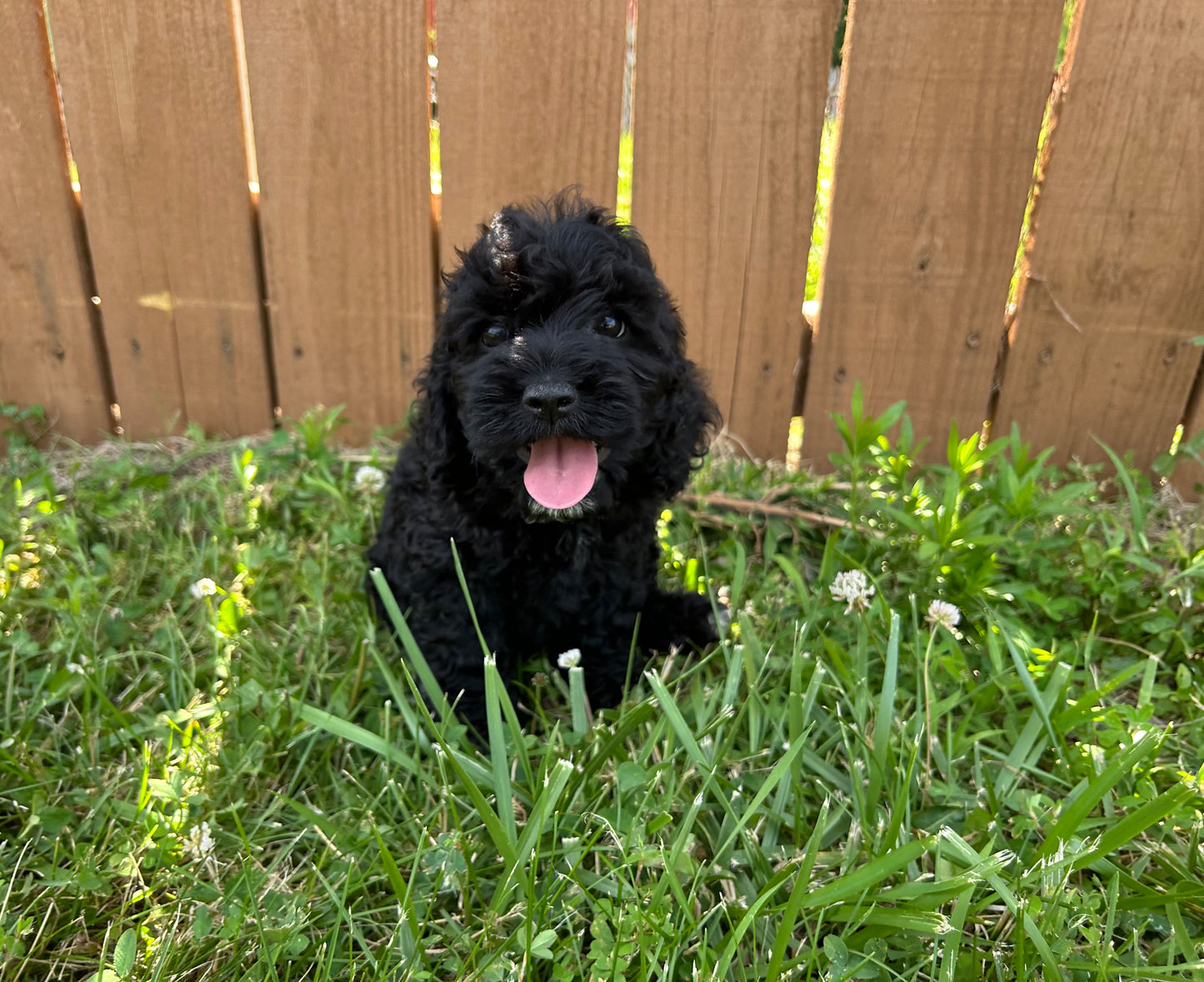 Adorable Cockapoo puppy girl with vaccines up to date