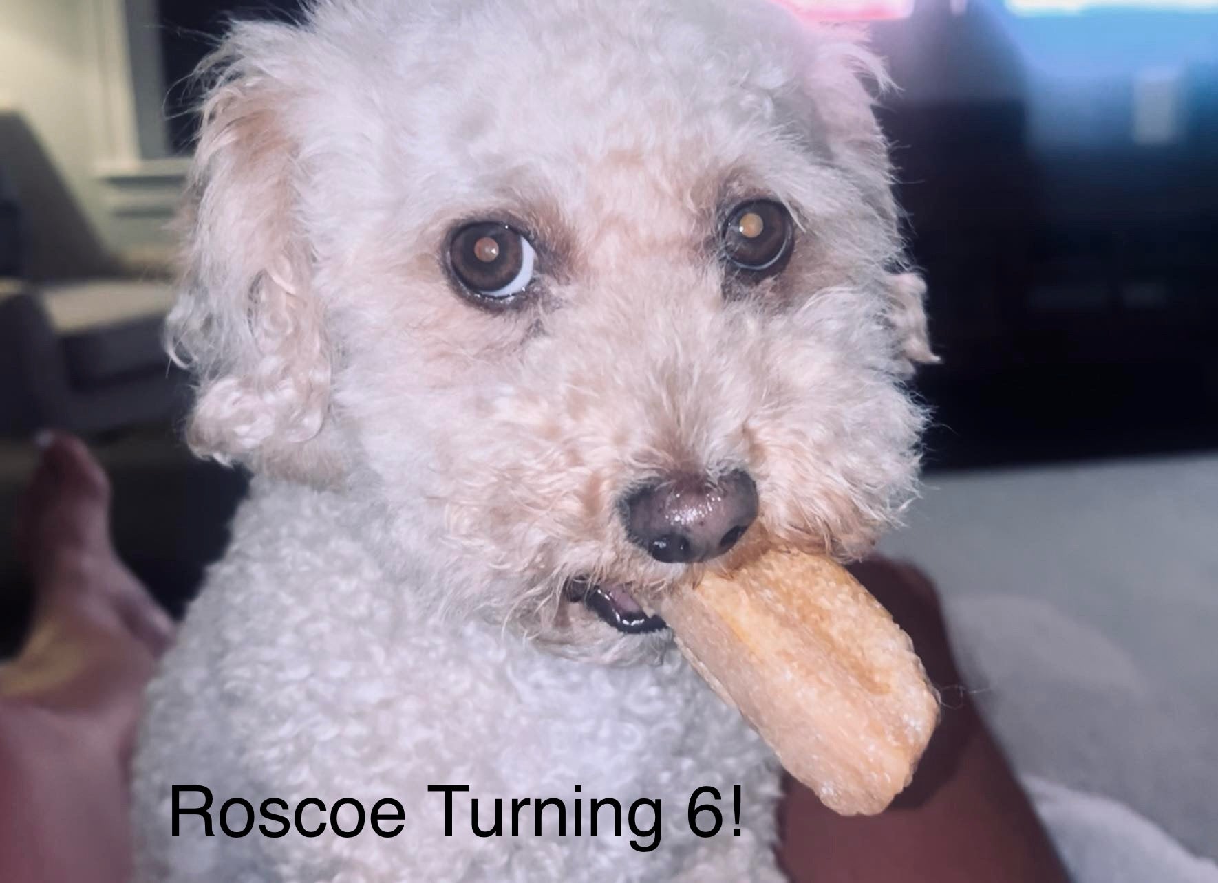 Roscoe turning 6.  Maltipoo