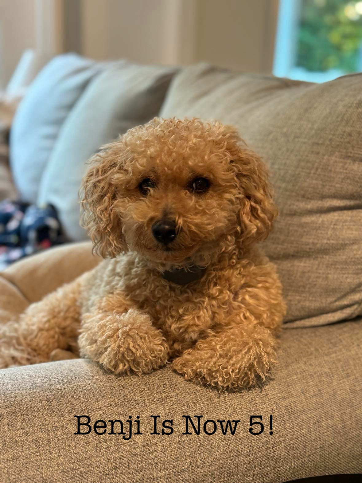 5 year old Benji!