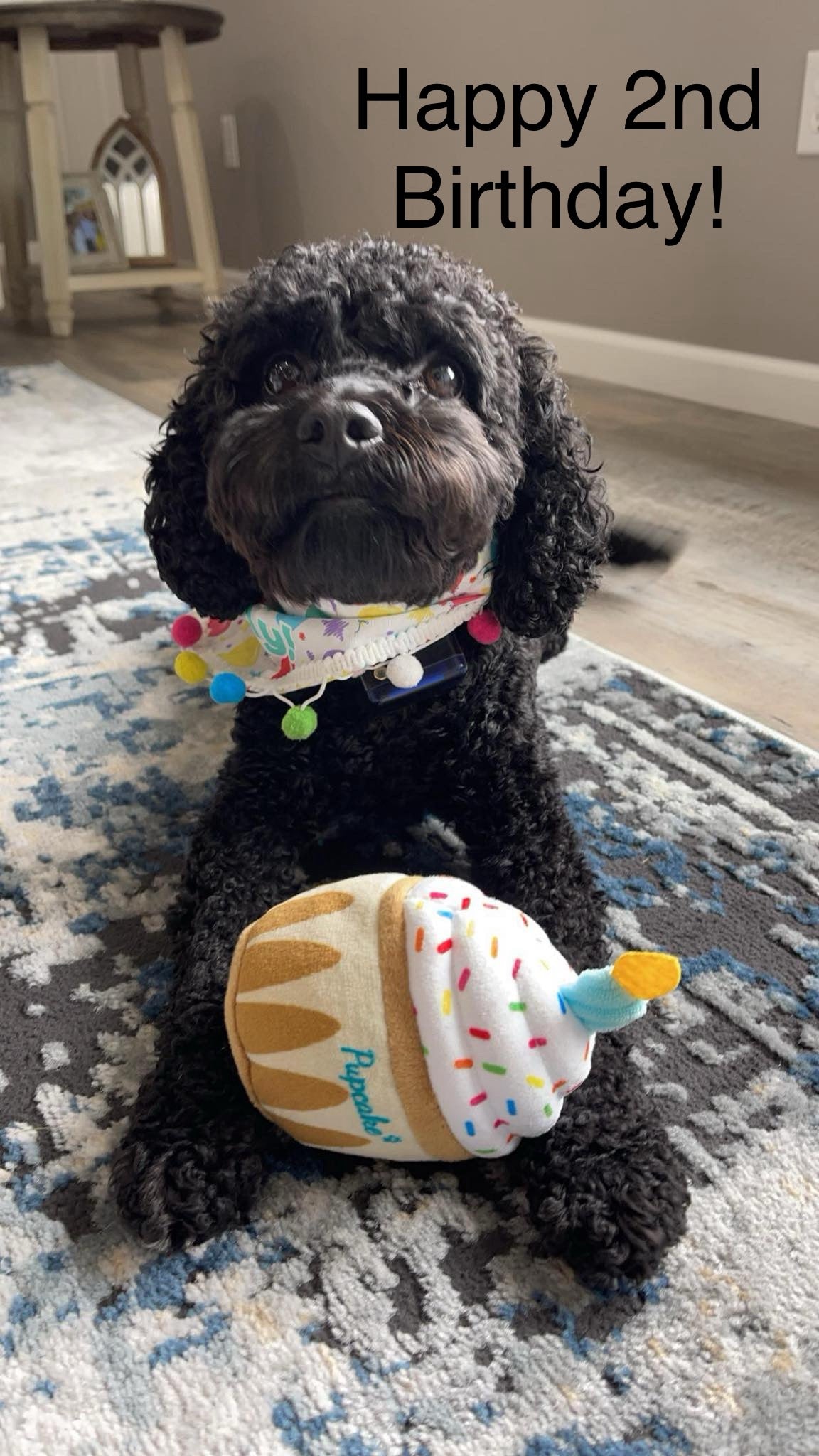 Black Cockapoo 2nd birthday