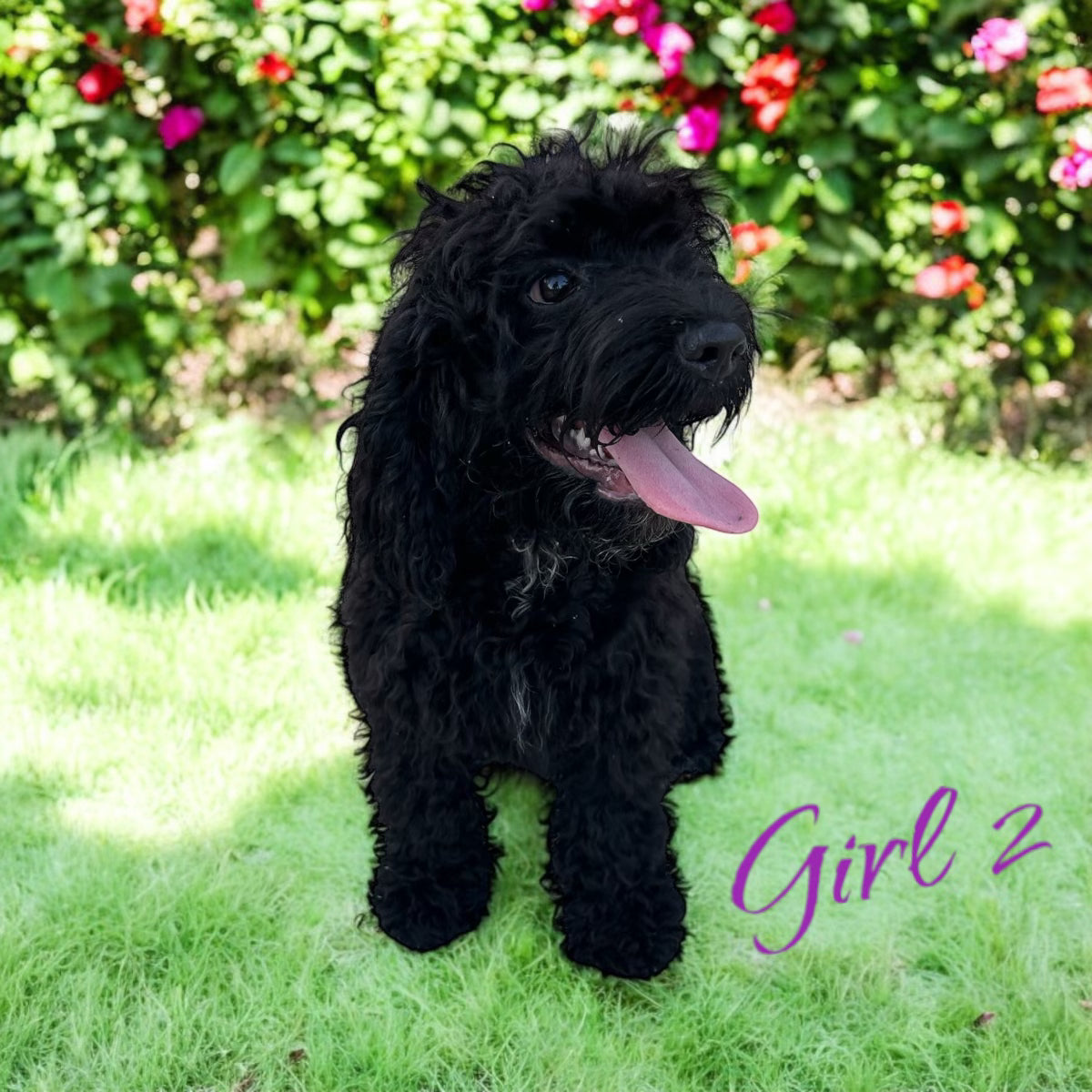 Cockapoo girl born April 2024 ready for adoption