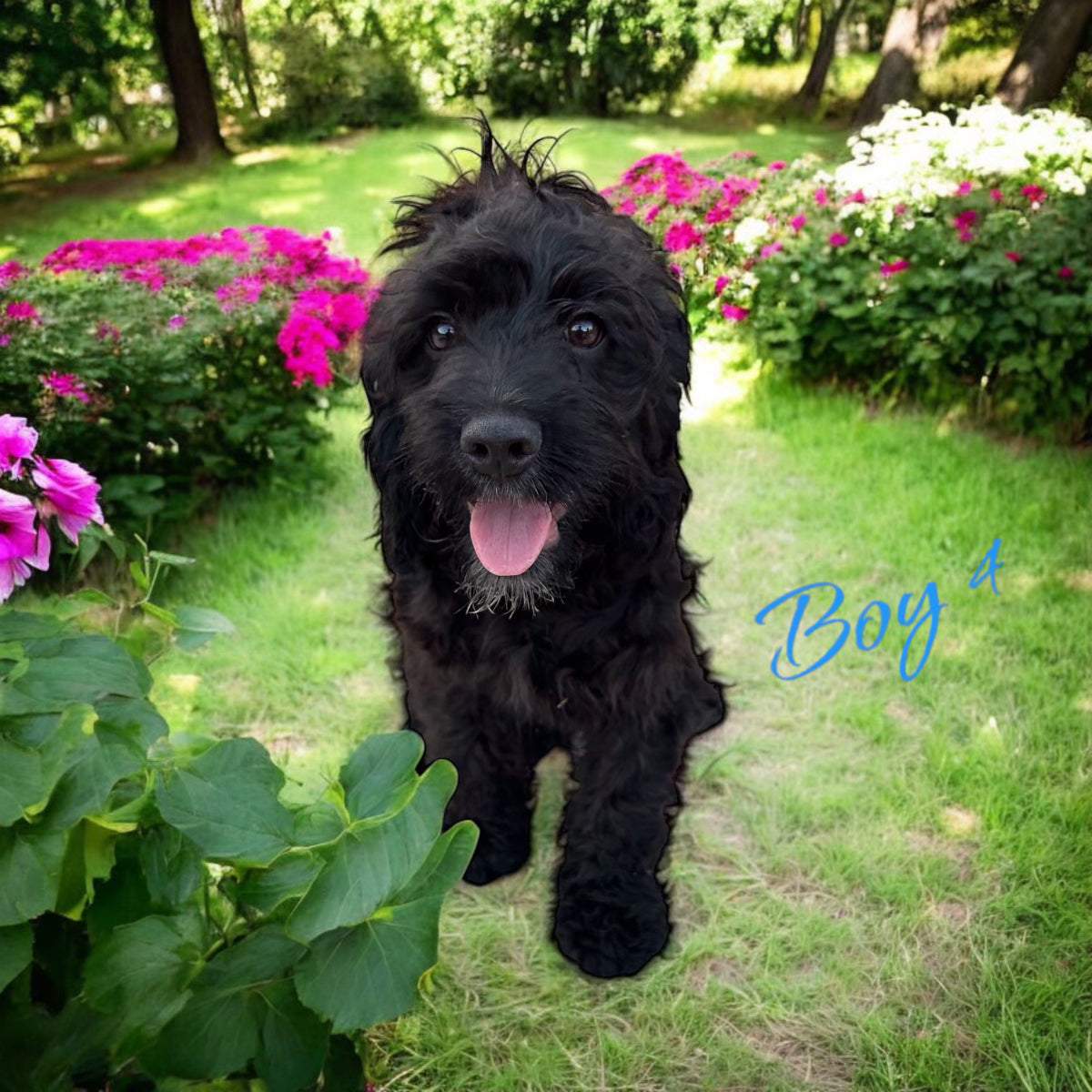 Black Cockapoo puppy for sale