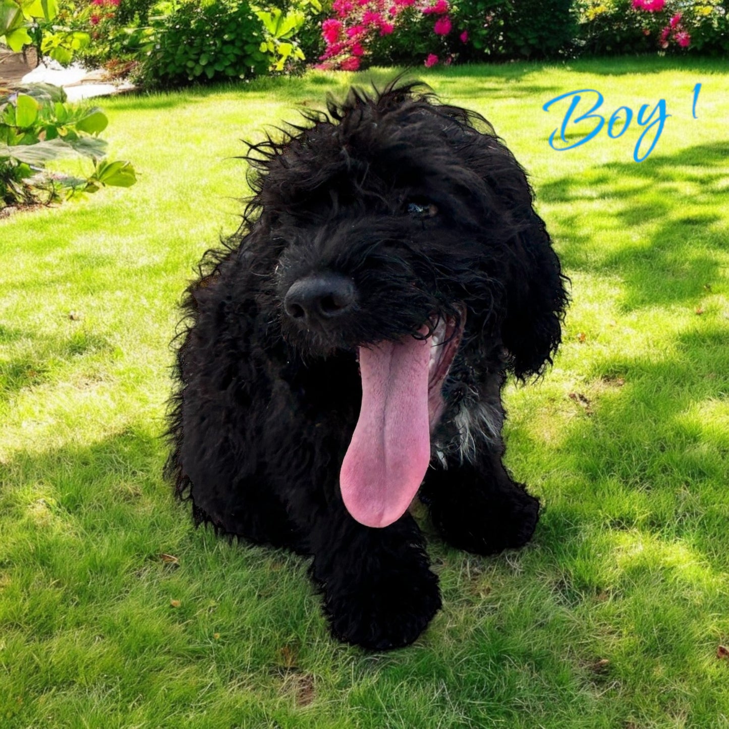 Charlie (Cockapoo)