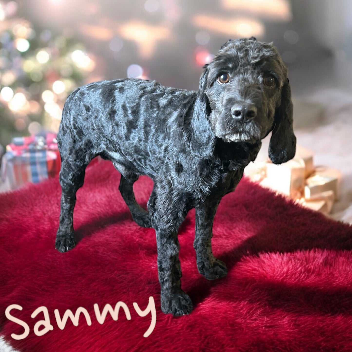 Sammy (Cockapoo)