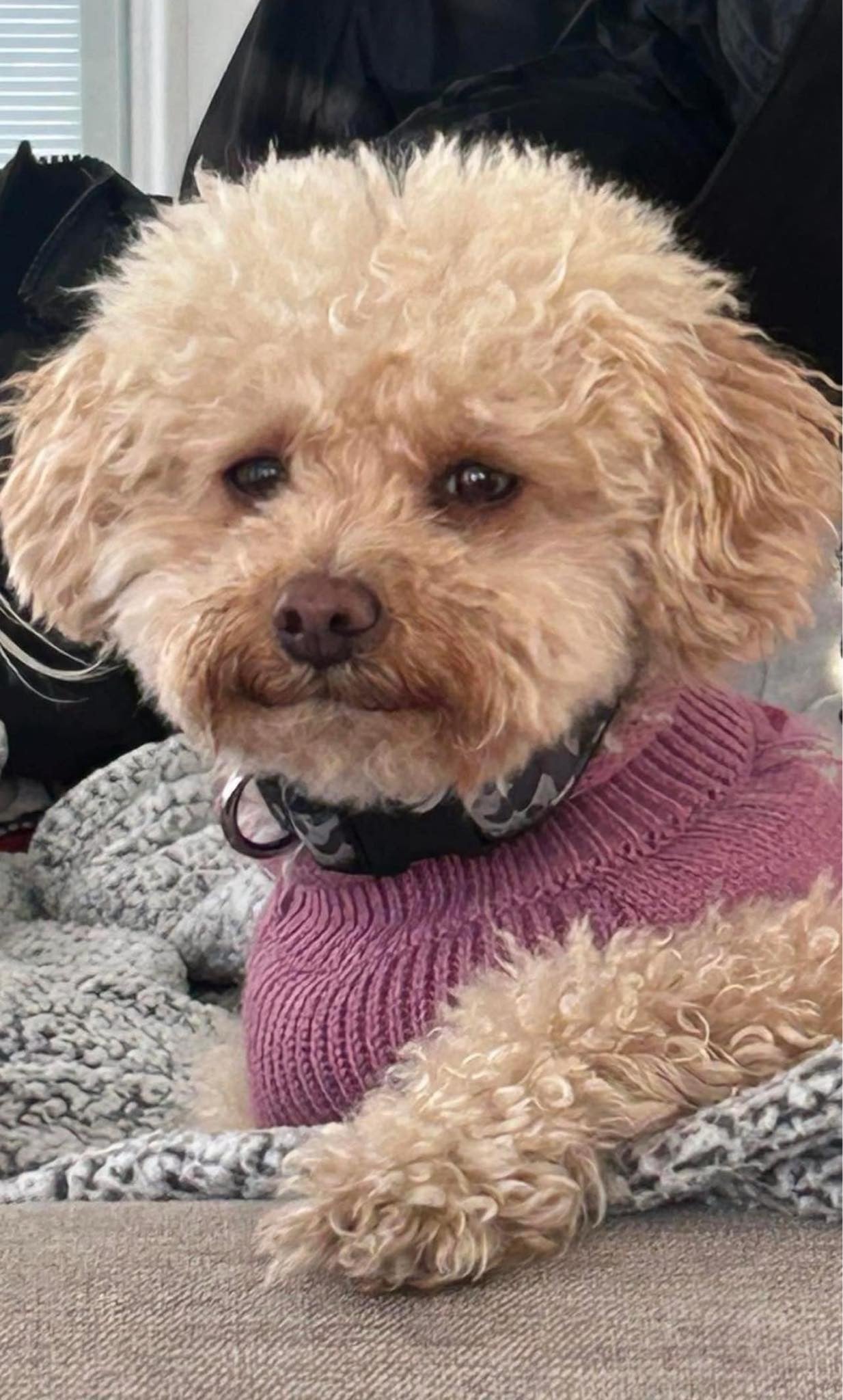 Roscoe at 7 years old!