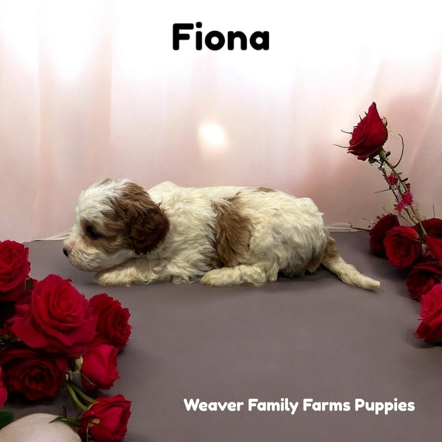 Fiona Cavapoo puppy girl for adoption