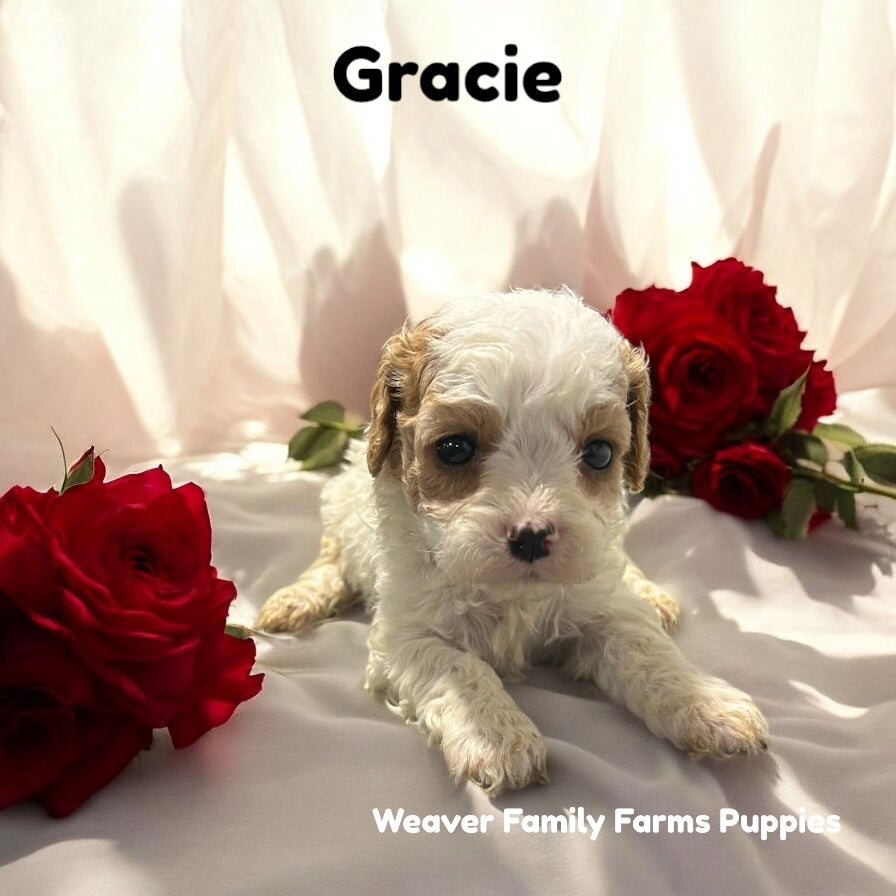 Gracie (Cavapoo)
