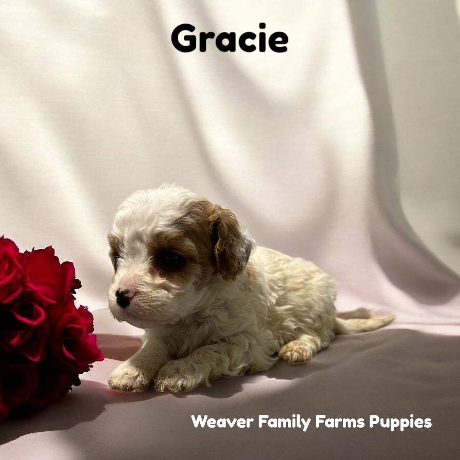 Gracie (Cavapoo)