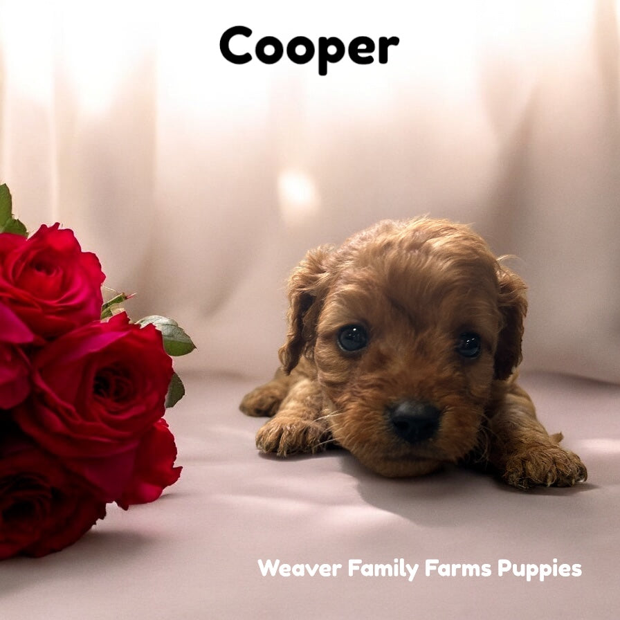 Cooper (Cavapoo) Held For Sarah J.