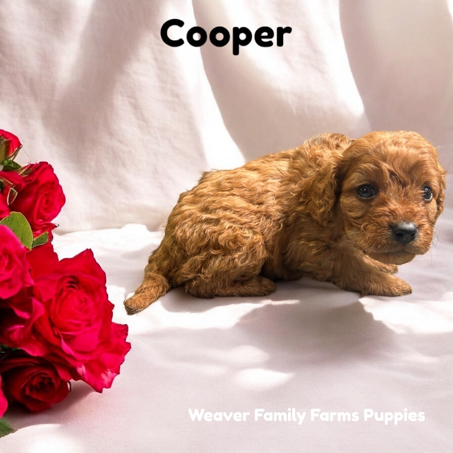 Cooper (Cavapoo) Held For Sarah J.