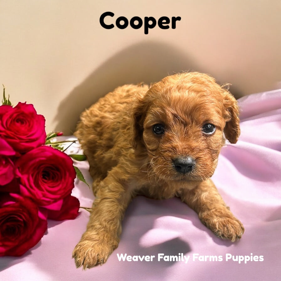 Cooper (Cavapoo) Held For Sarah J.
