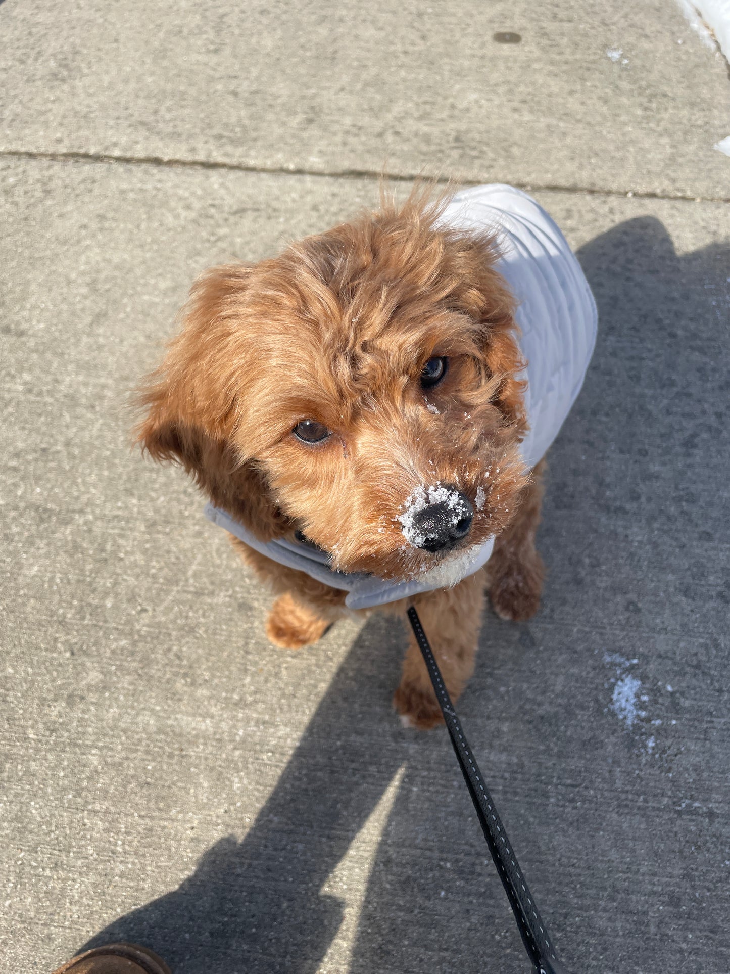 Cute red Cavapoo playing in the snow