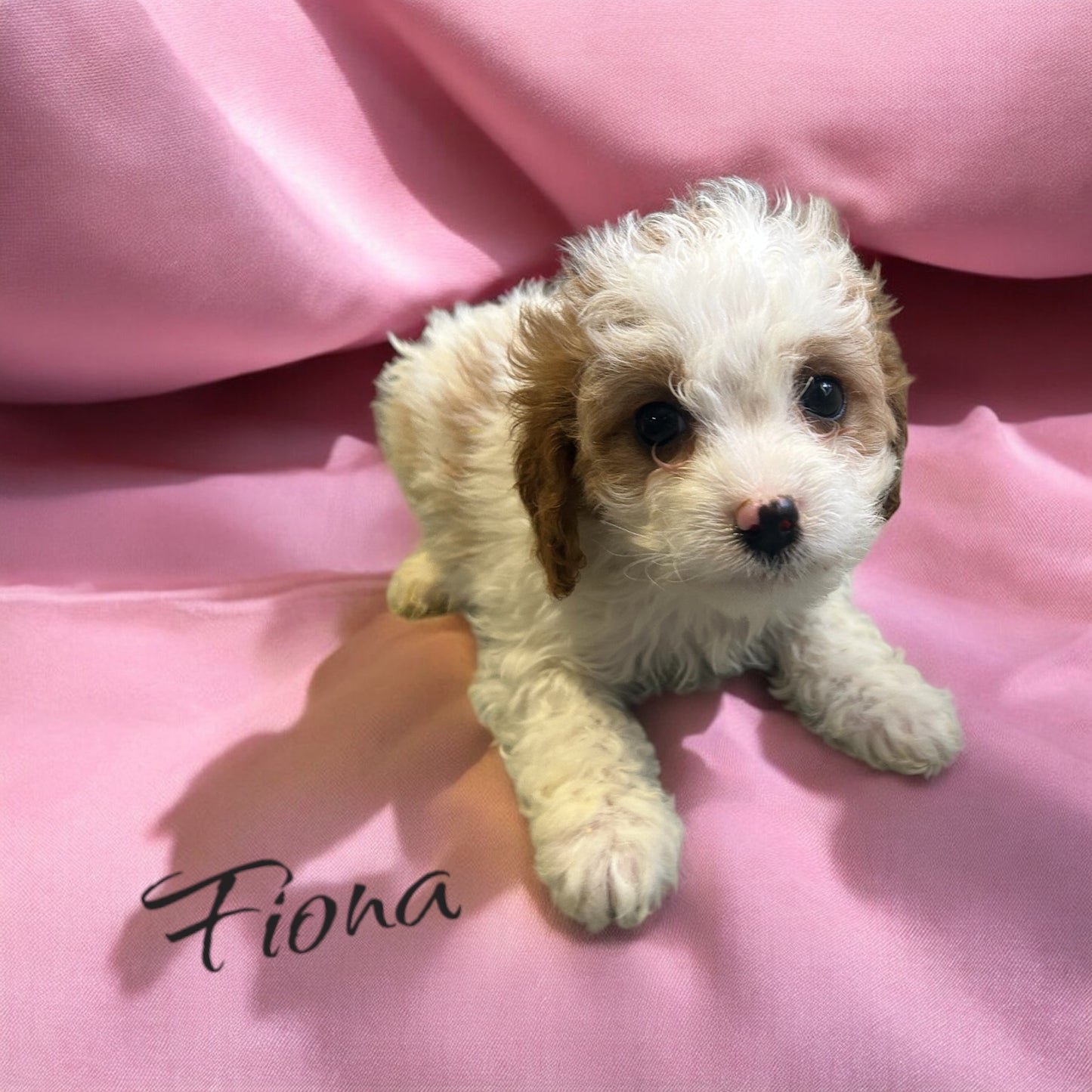 Fiona (Cavapoo)