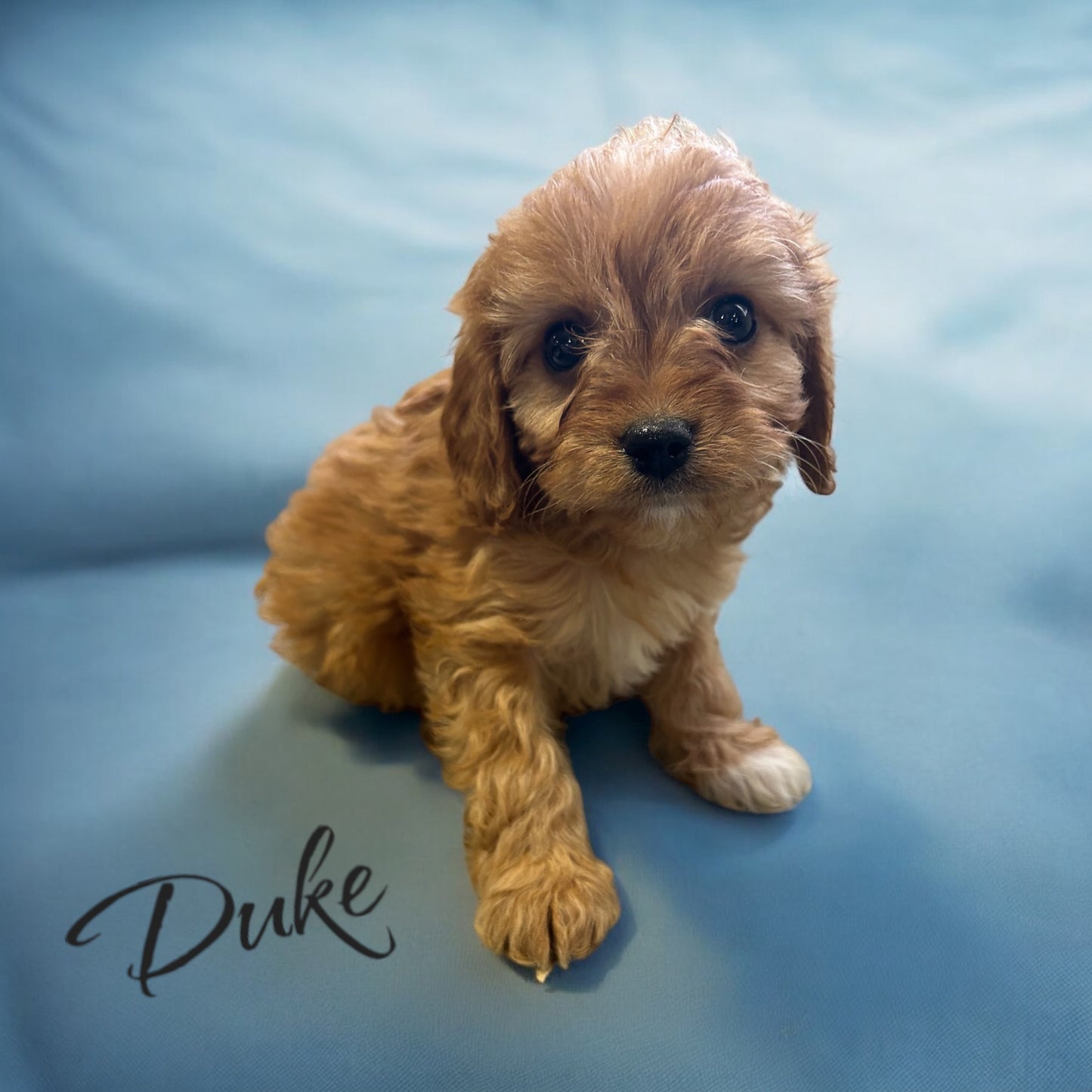 Duke (Cavapoo)