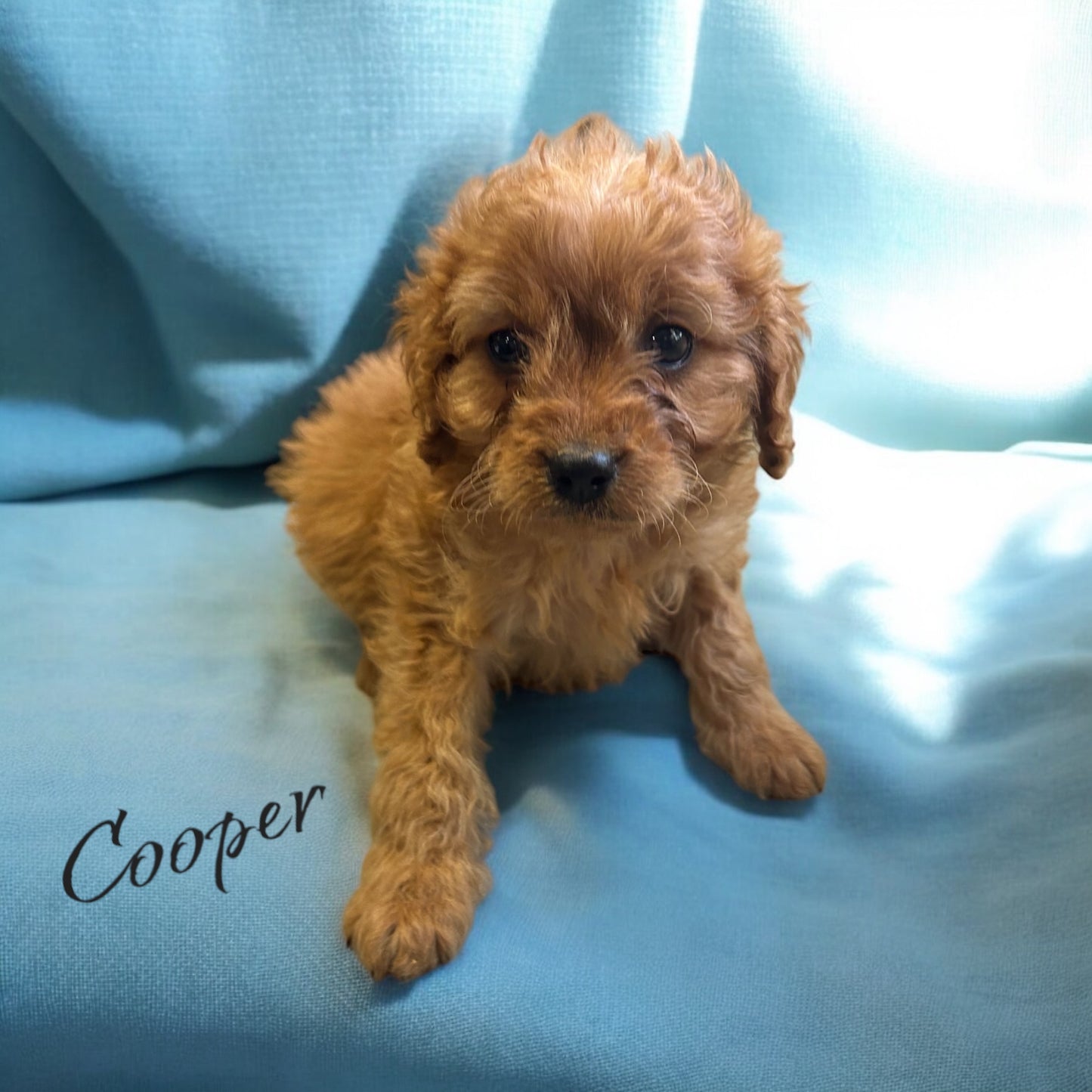 Cooper (Cavapoo) Held For Sarah J.