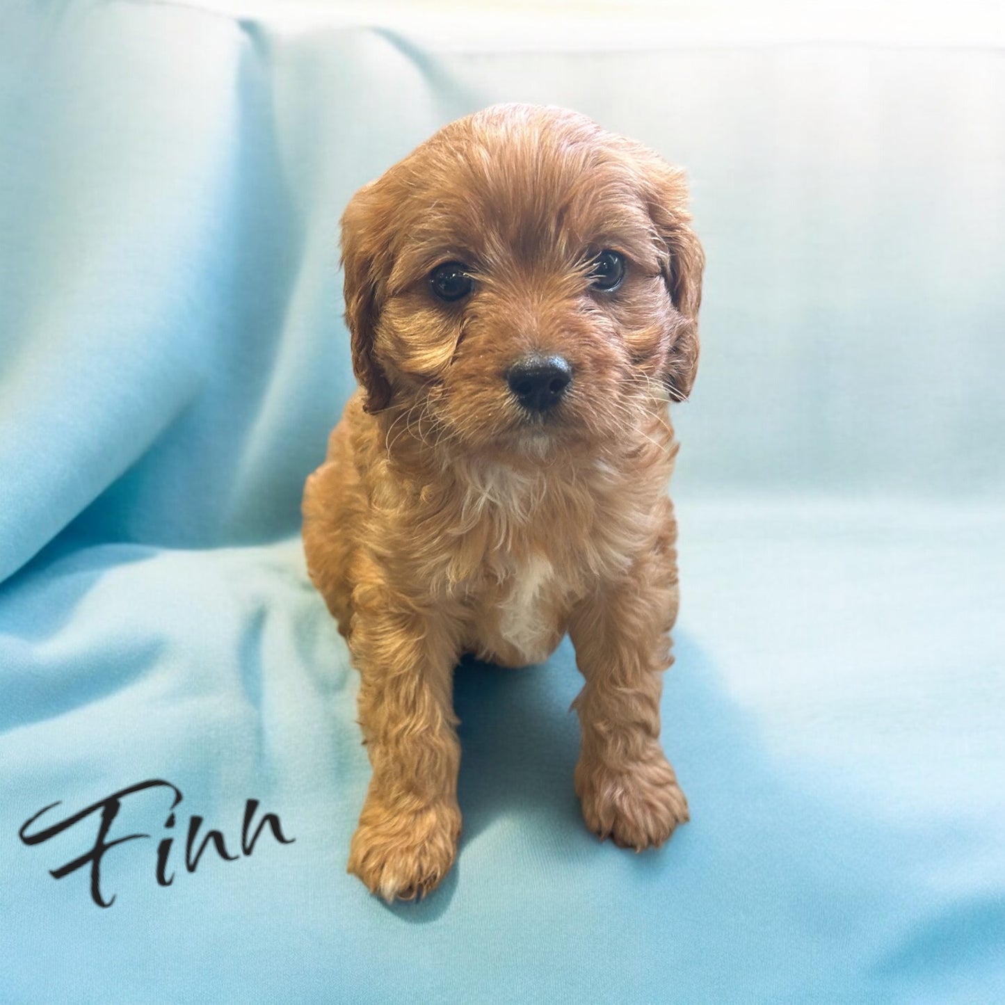 Finn (Cavapoo)