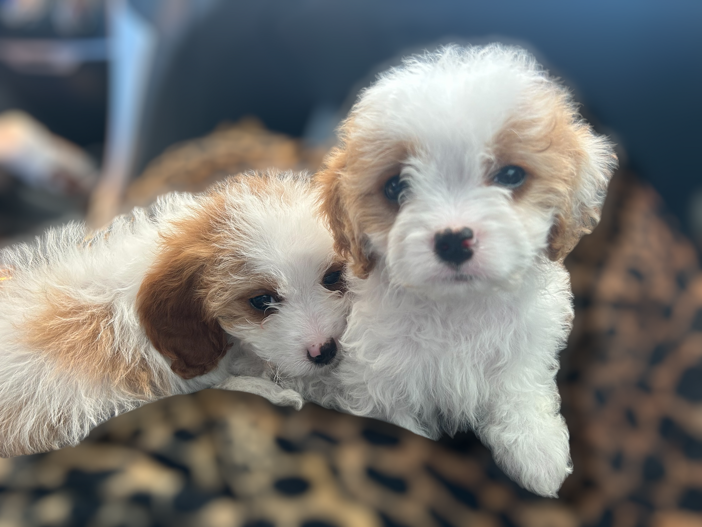 Gracie and her Cavapoo sister Fiona about to fly to each of their new homes!
