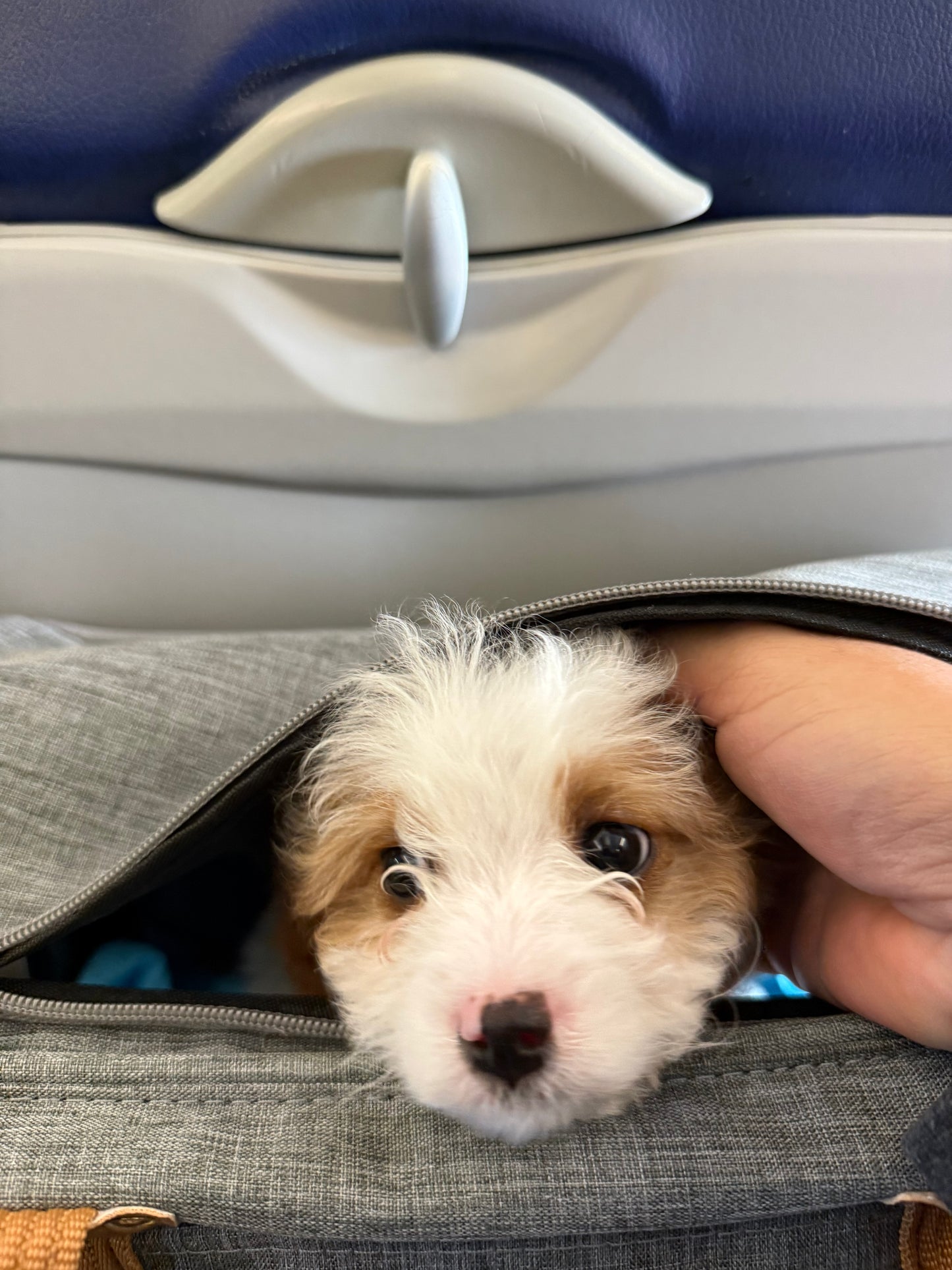 Fiona on her flight home to AZ!