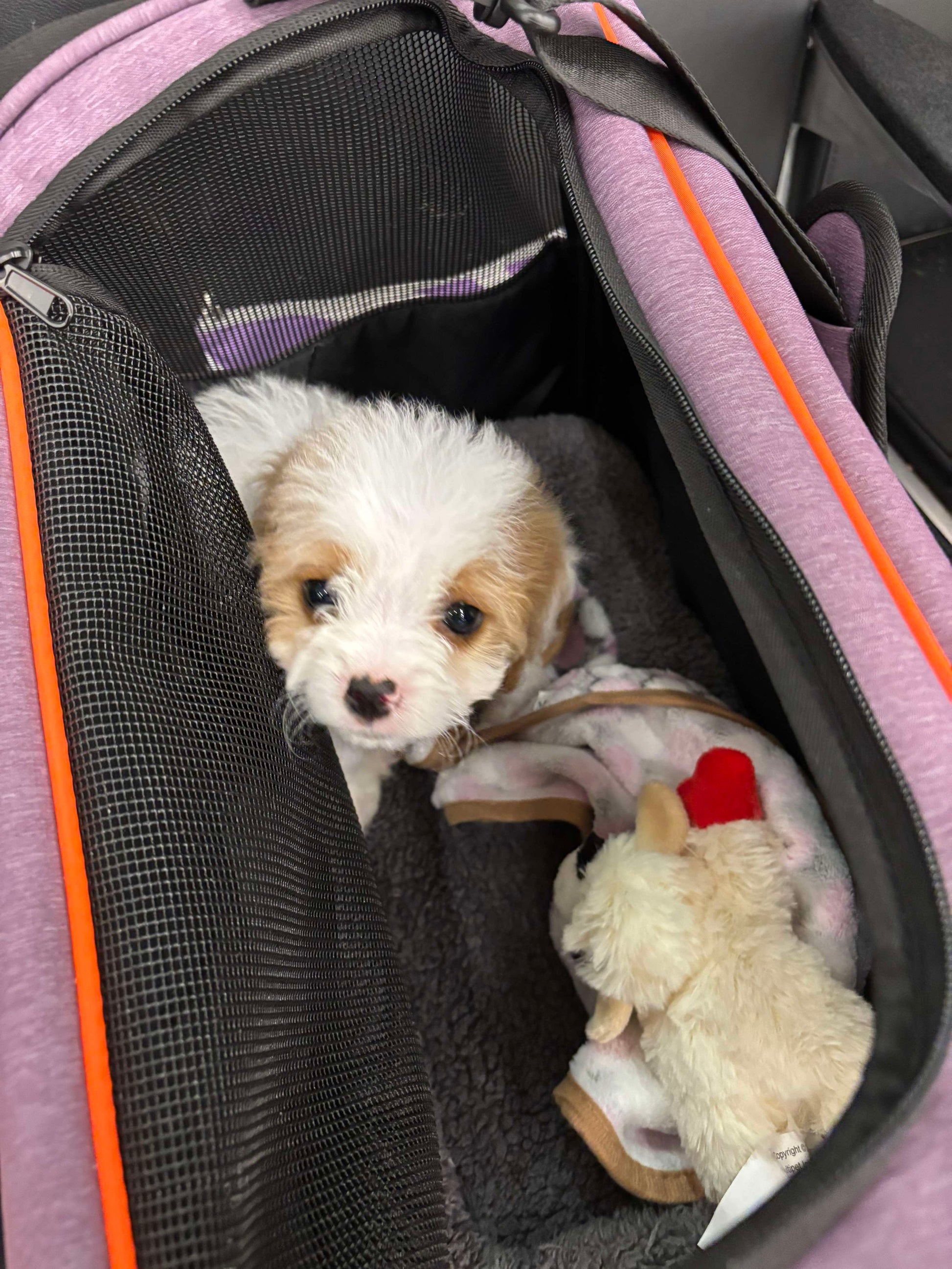 Gracie flying to her new forever home on the east coast!