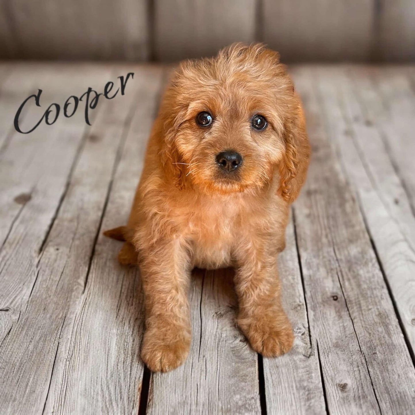 Adorable red cavapoo