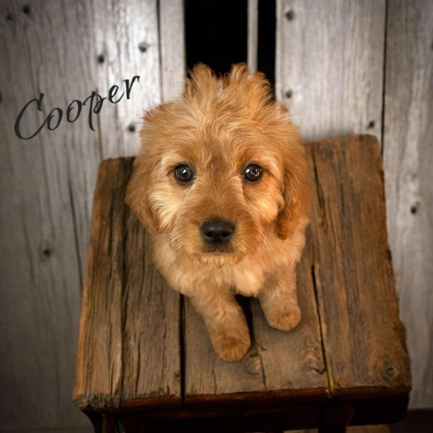 Cooper the Cavapoo