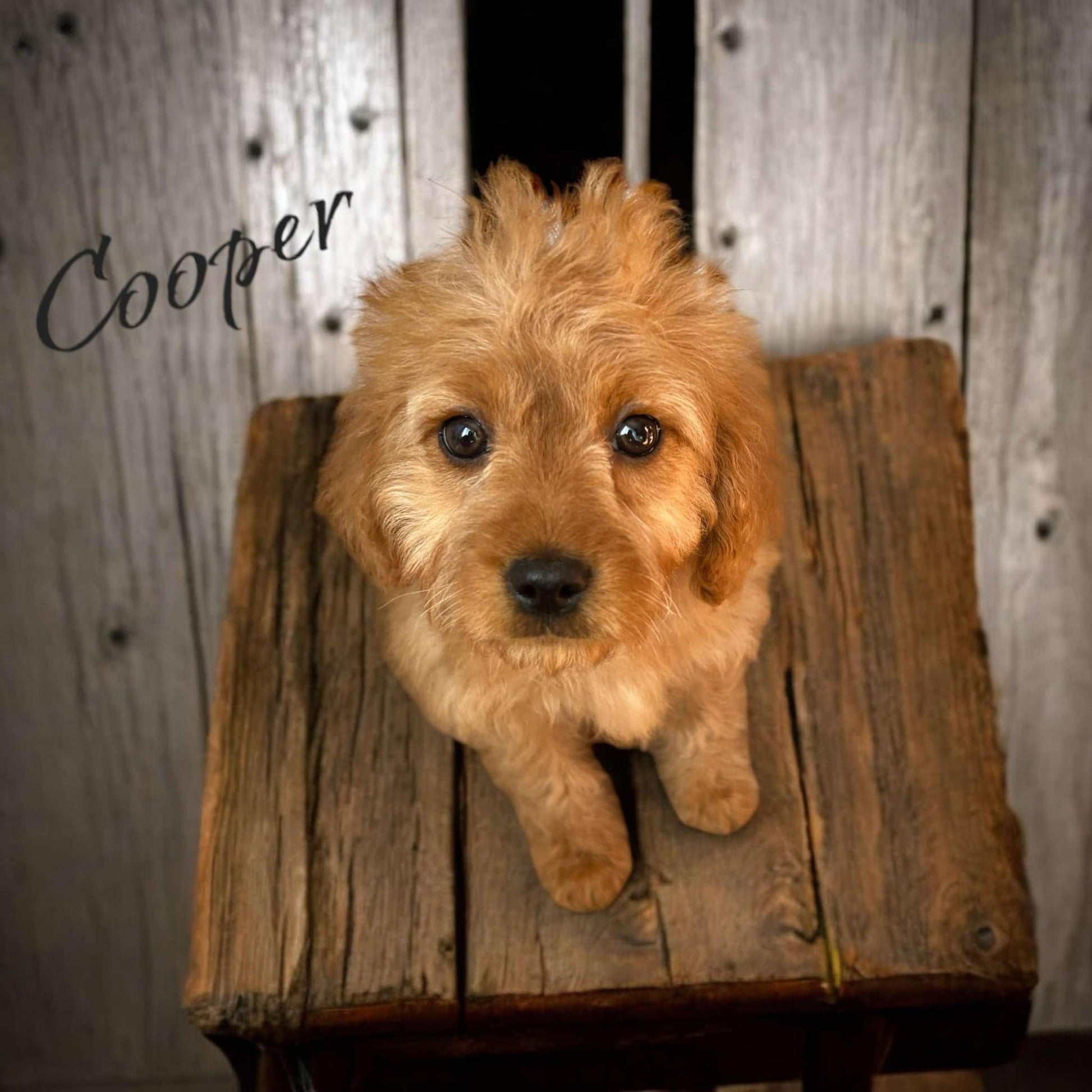 Cooper the Cavapoo