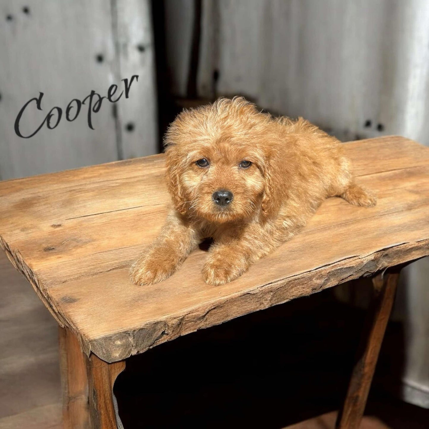 Red Cavapoo boy puppy