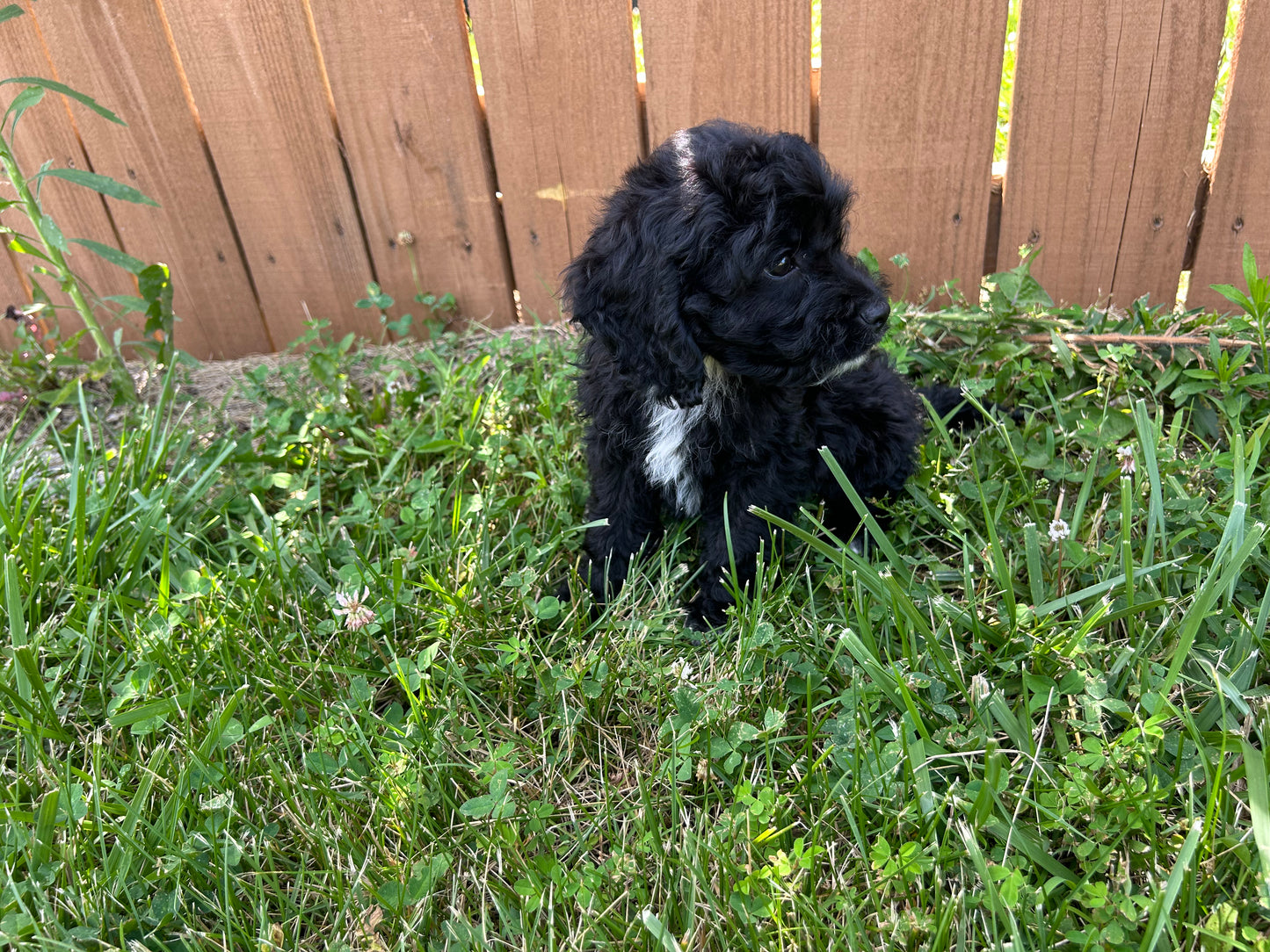 “Macie” Cockapoo
