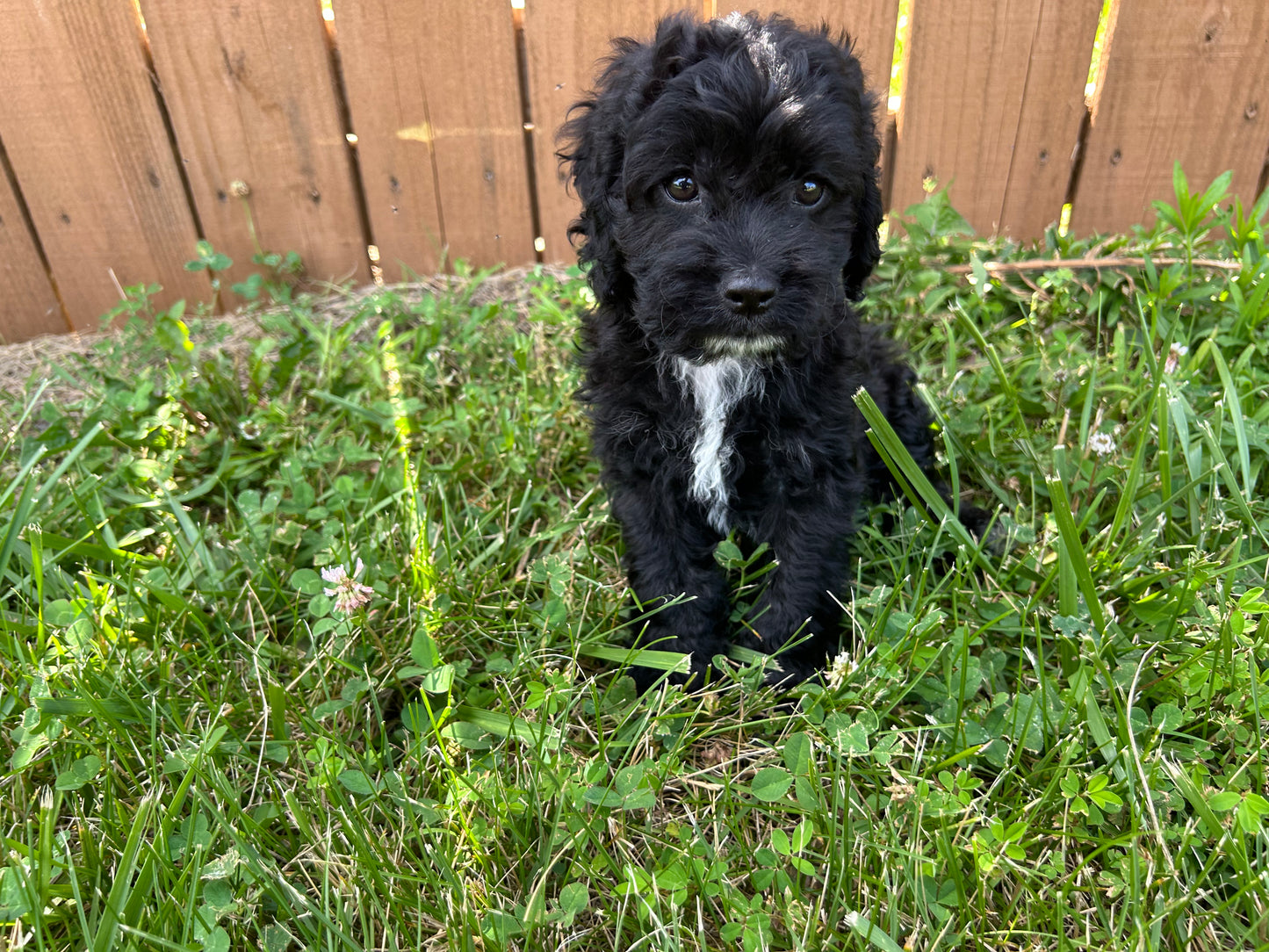 “Macie” Cockapoo
