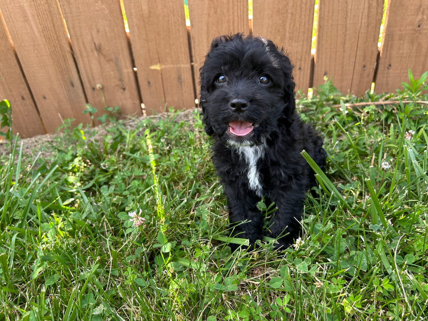 “Macie” Cockapoo