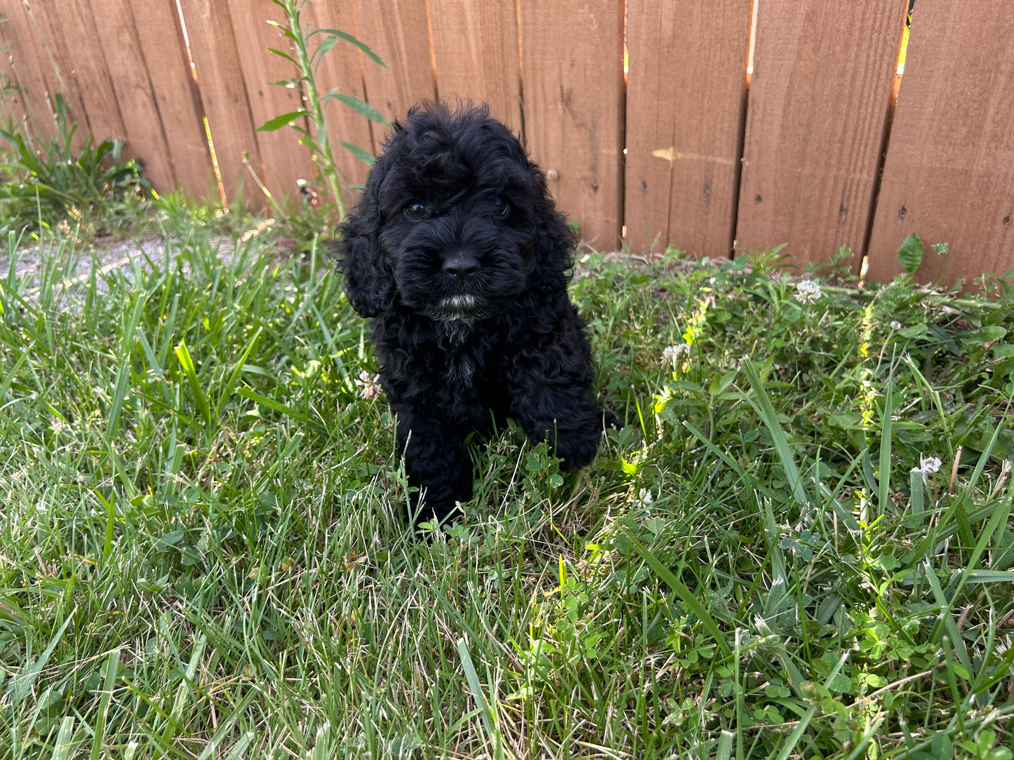 Black Cockapoo puppy with rabies vaccine