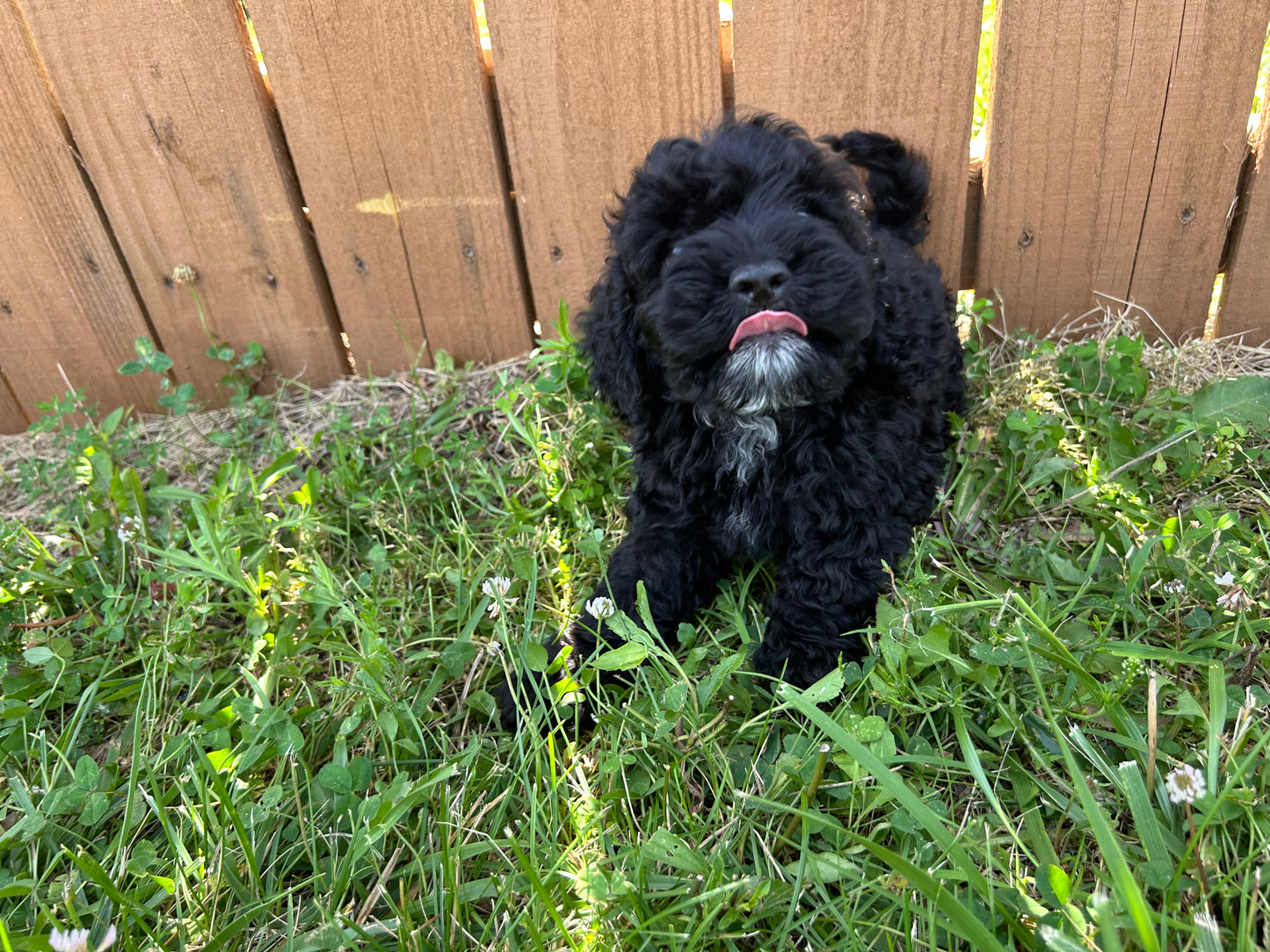 Vet-checked Cockapoo girl puppy
