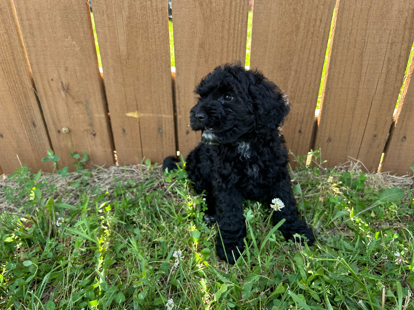 “Nyxie” Cockapoo Girl