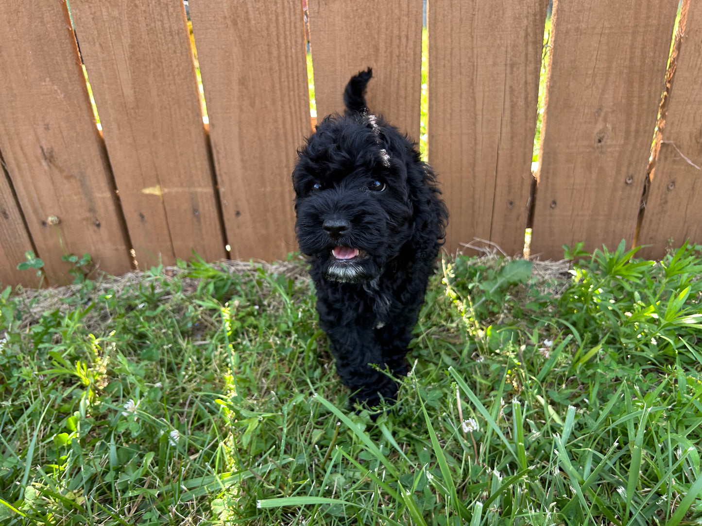 Healthy Cockapoo girl ready for her new home