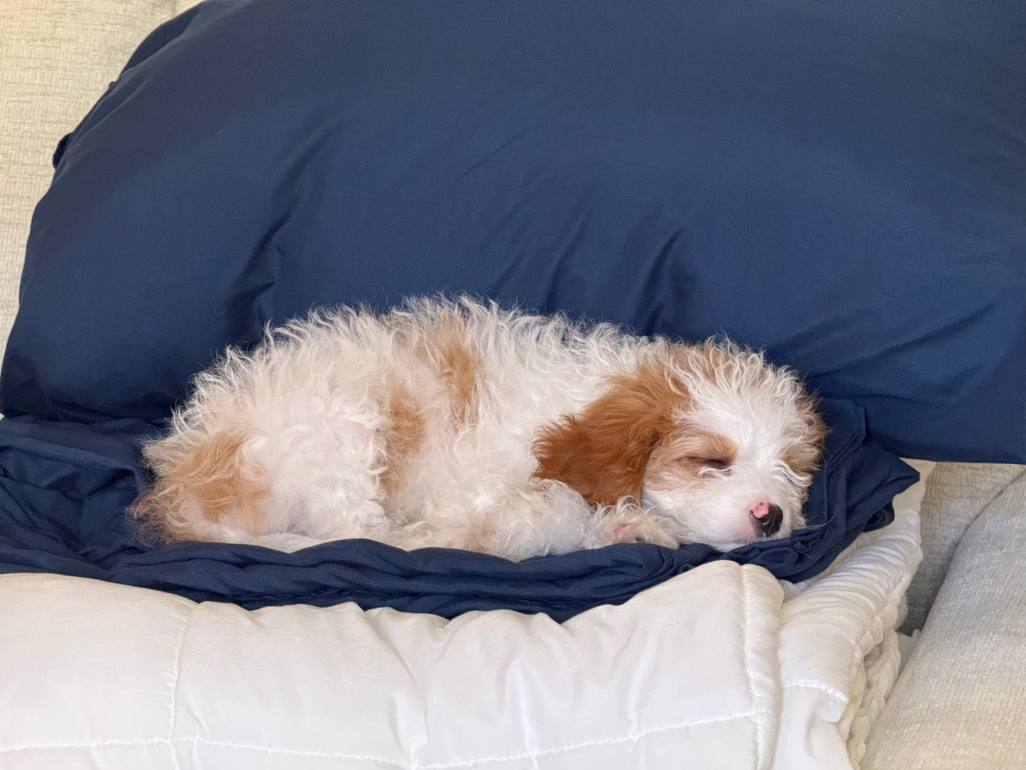 Fiona (Cavapoo)