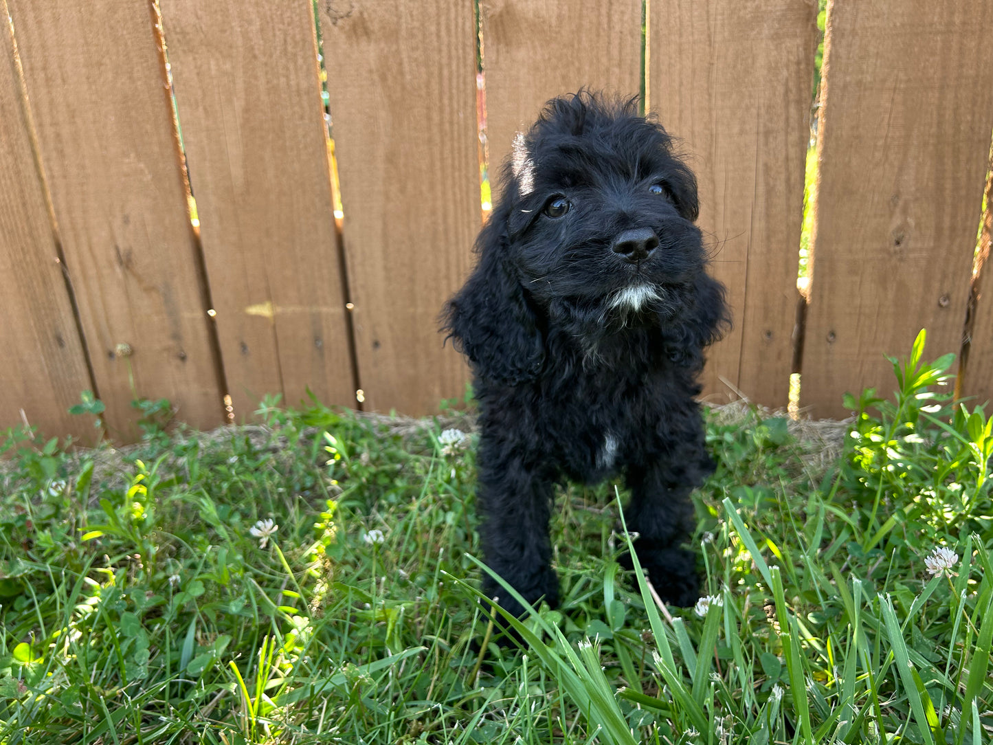 Adorable black Cockapoo puppy posing for a photo