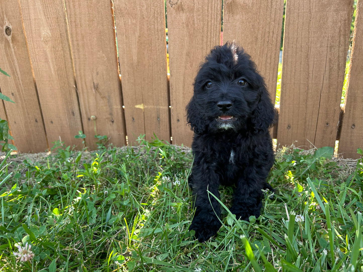 Close-up of a black Cockapoo’s curly, hypoallergenic coat