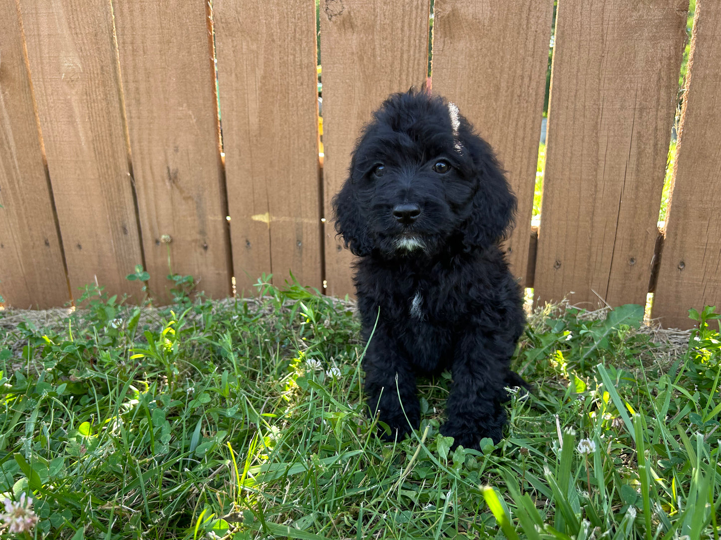 Black Cockapoo puppy playing in a grassy yard