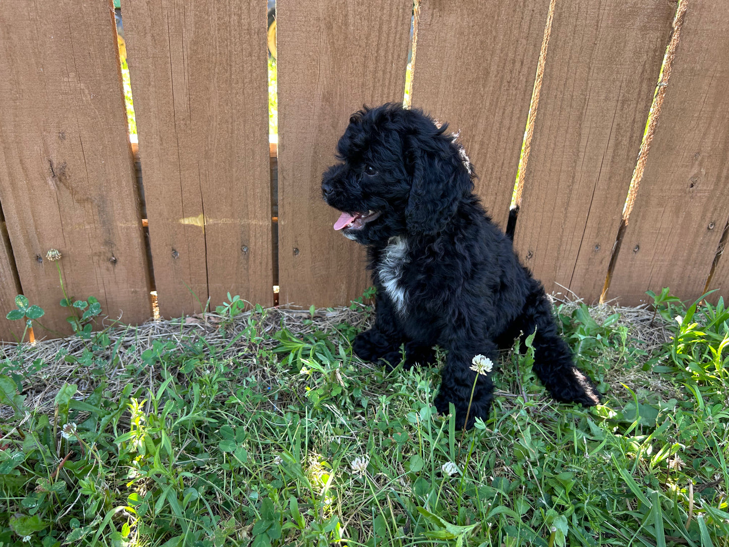 Charlie (Cockapoo)