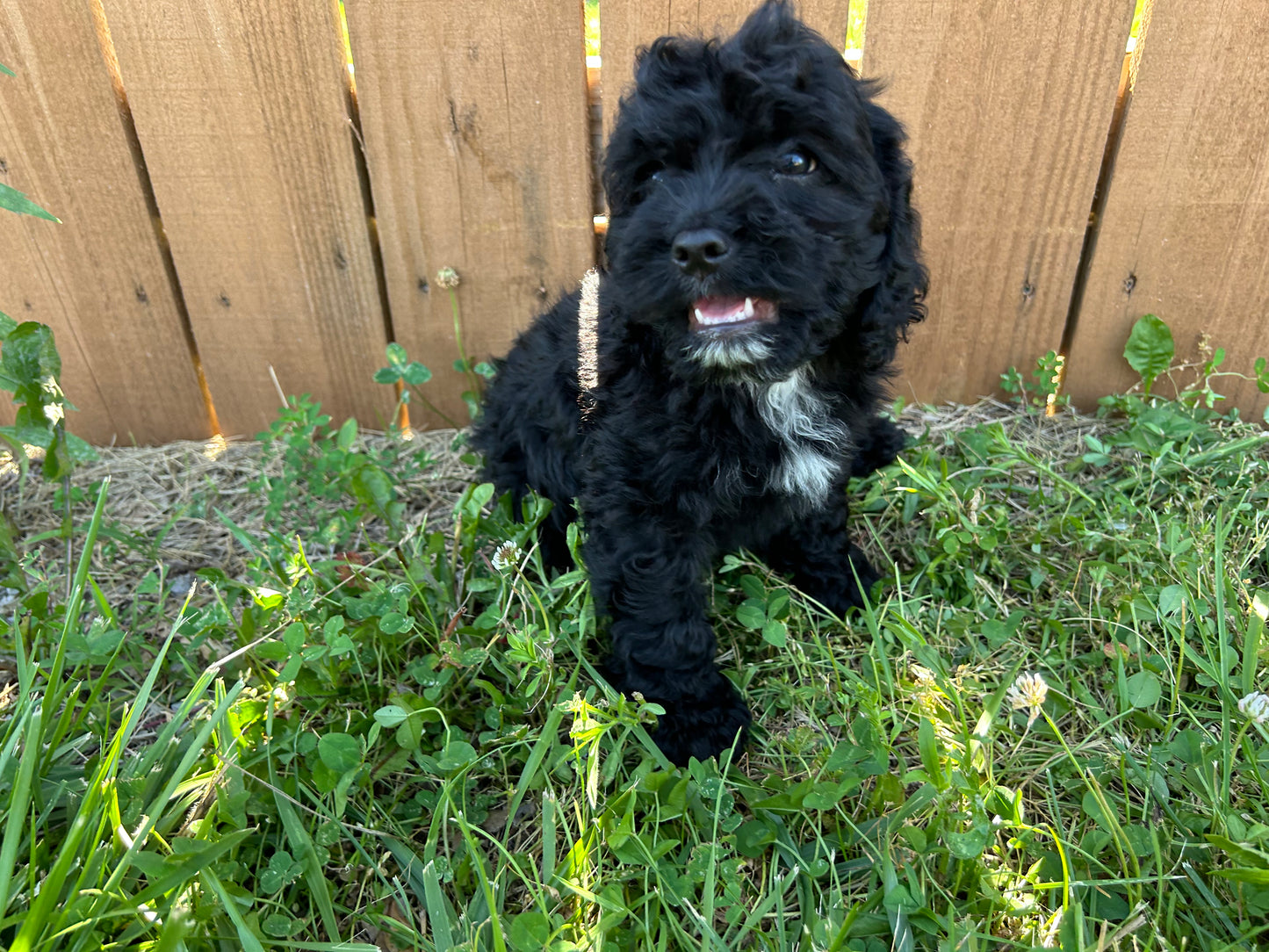 Charlie (Cockapoo)