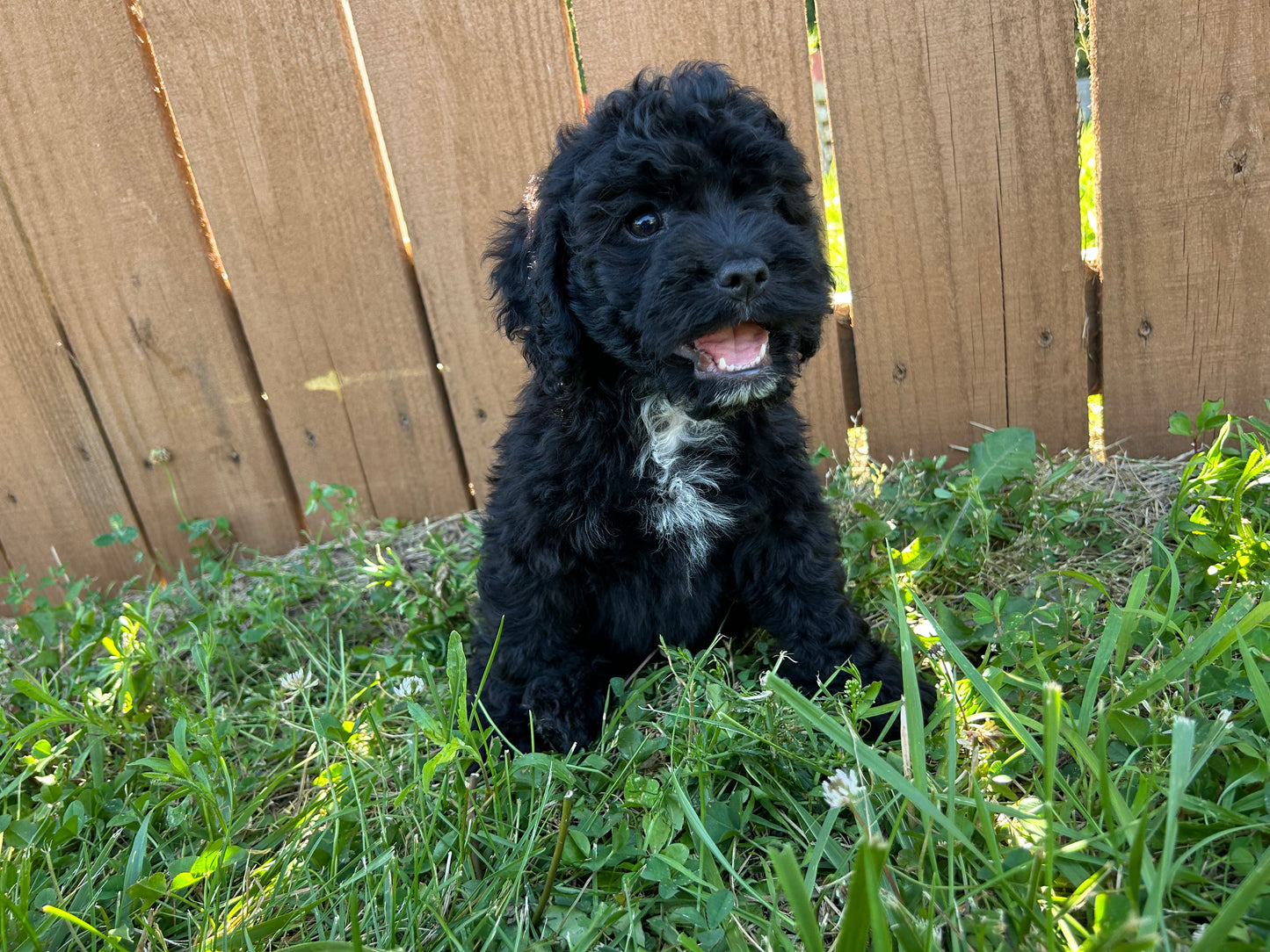 Charlie (Cockapoo)