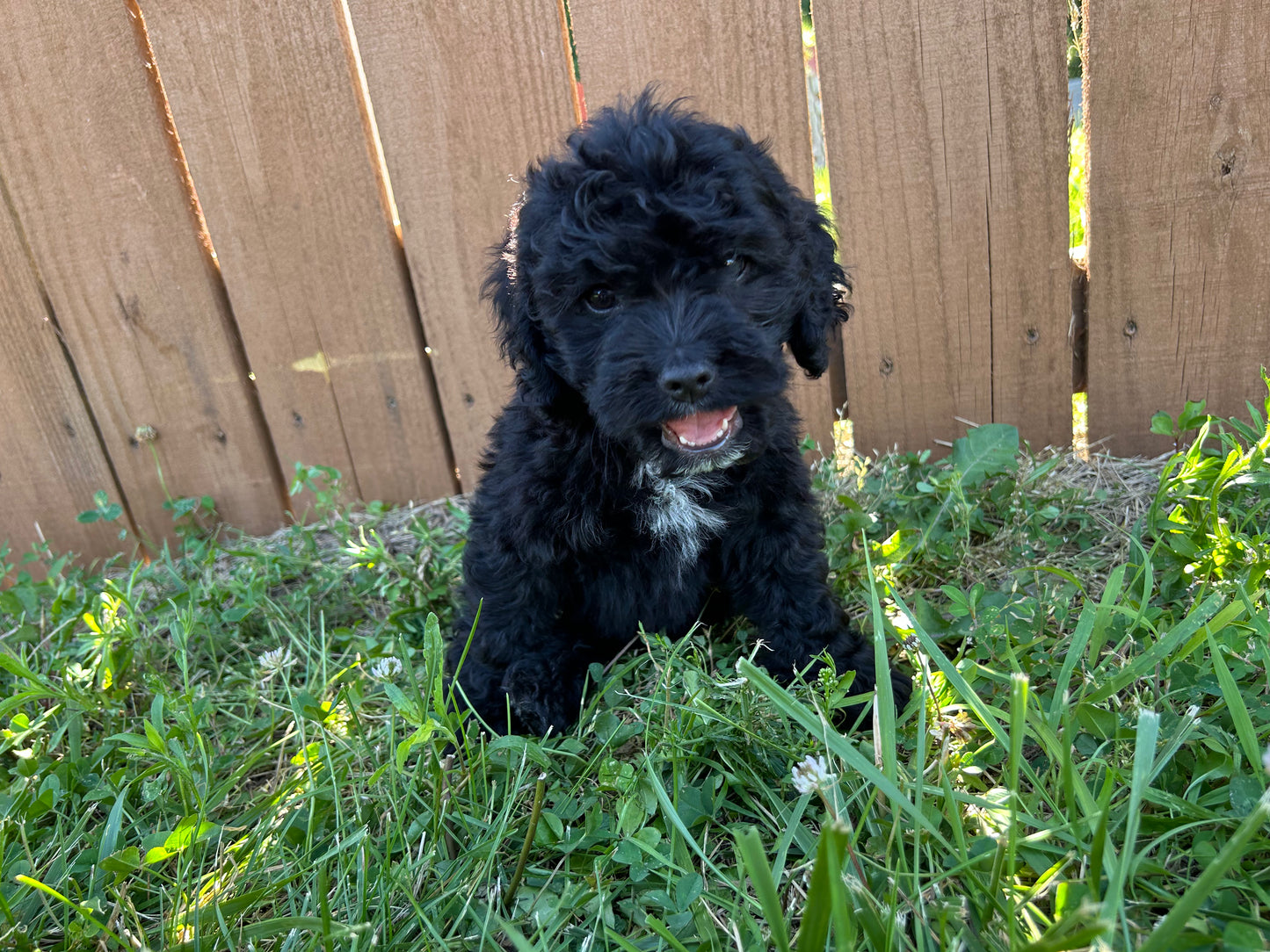 Charlie (Cockapoo)