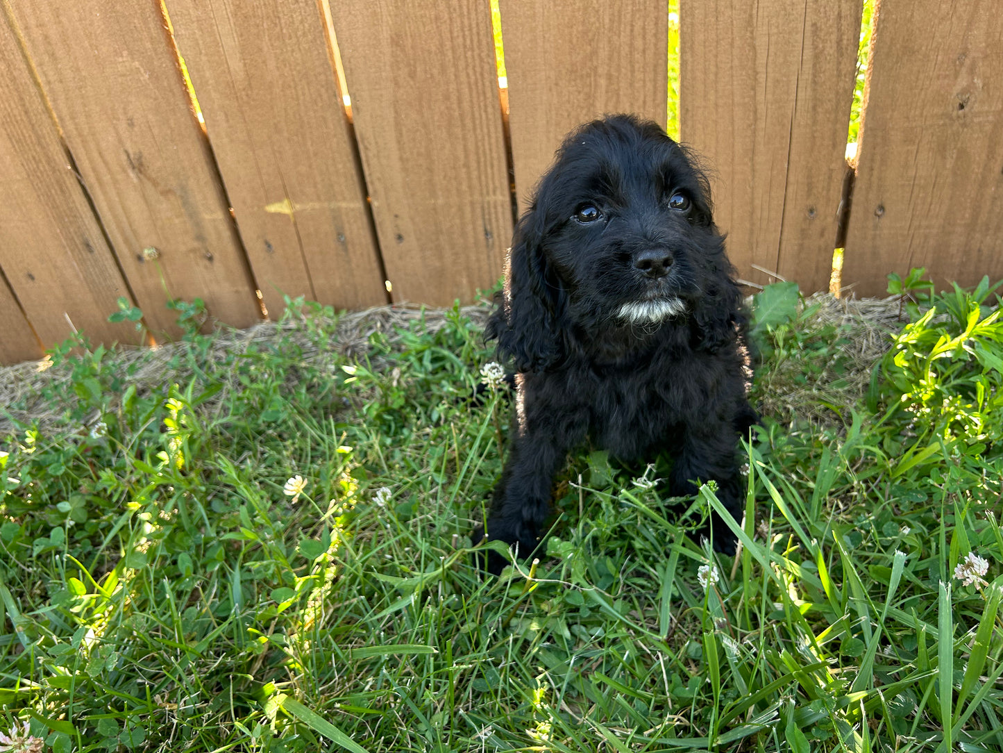 Sammy (Cockapoo)
