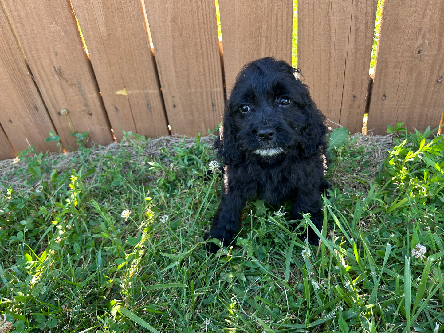 Calm Cockapoo puppy with reduced price