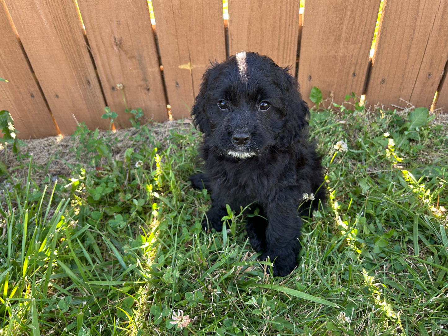 Healthy Cockapoo boy ready for adoption