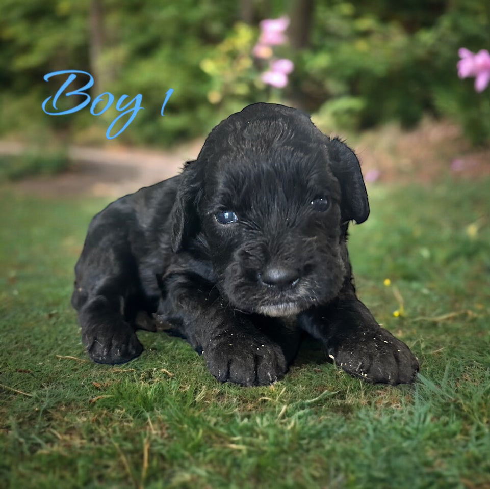 cockapoo puppy